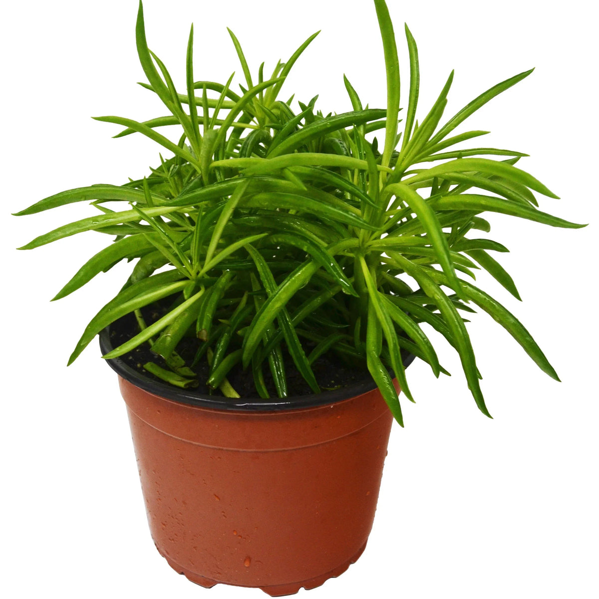 Pincushion Peperomia