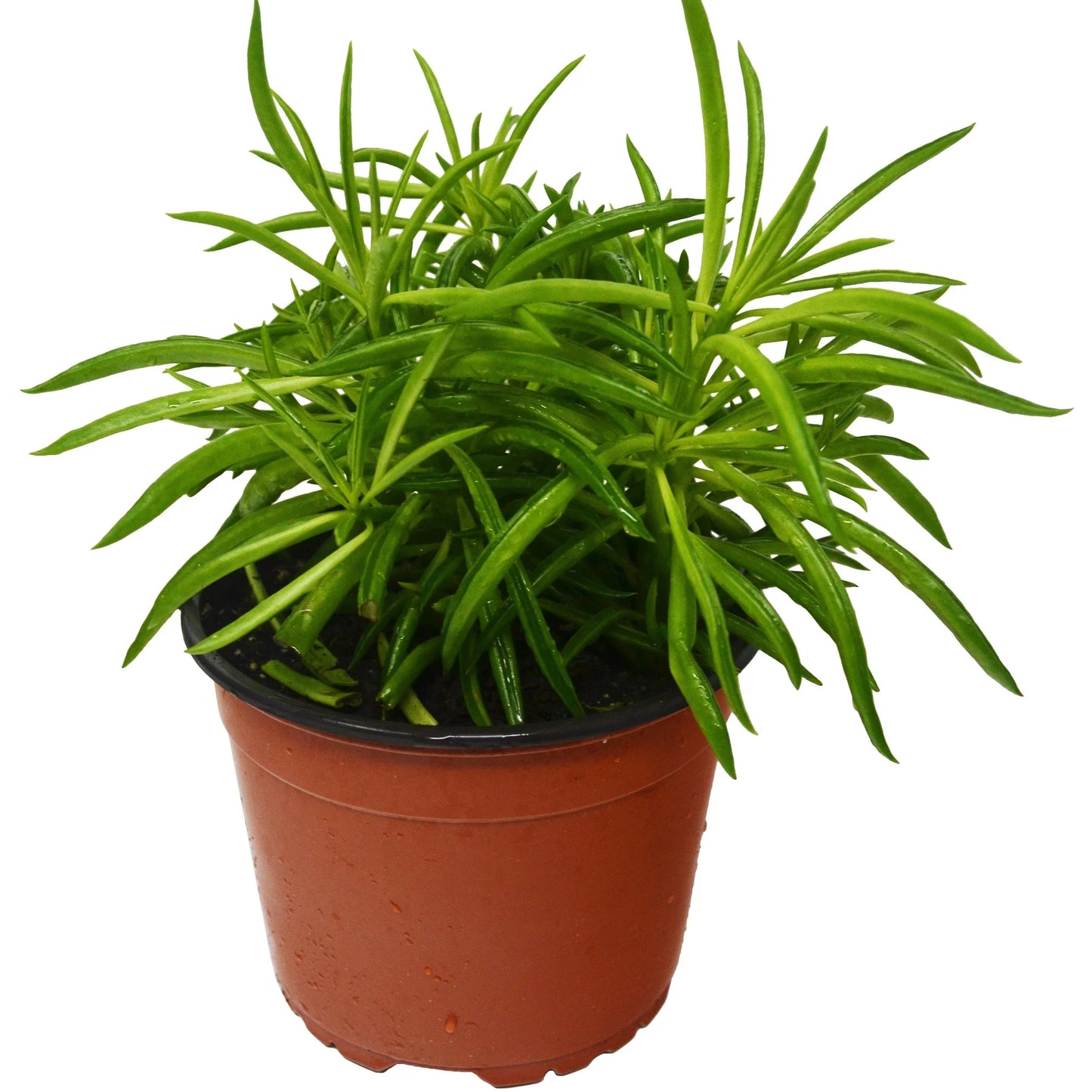 Pincushion Peperomia