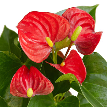 Flamingo Lily Red