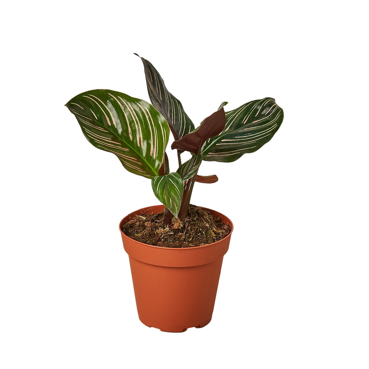 Striped Calathea