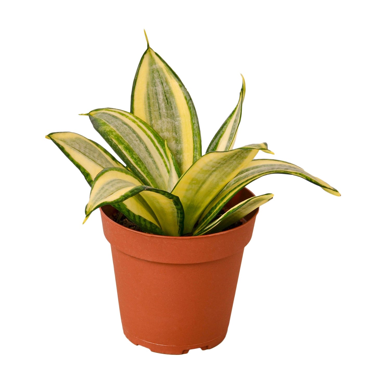 Snake Plant 'Golden hahnii'