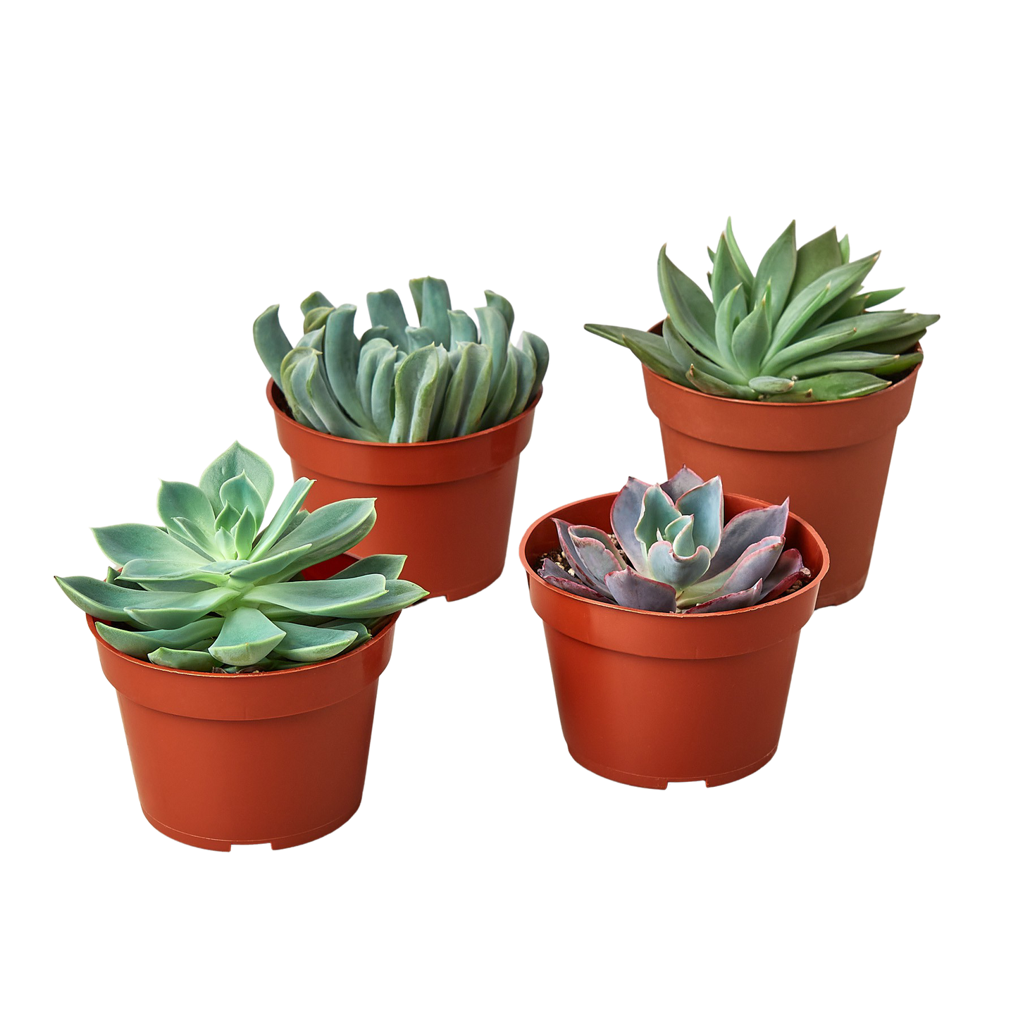 4 Echeveria Variety Pack
