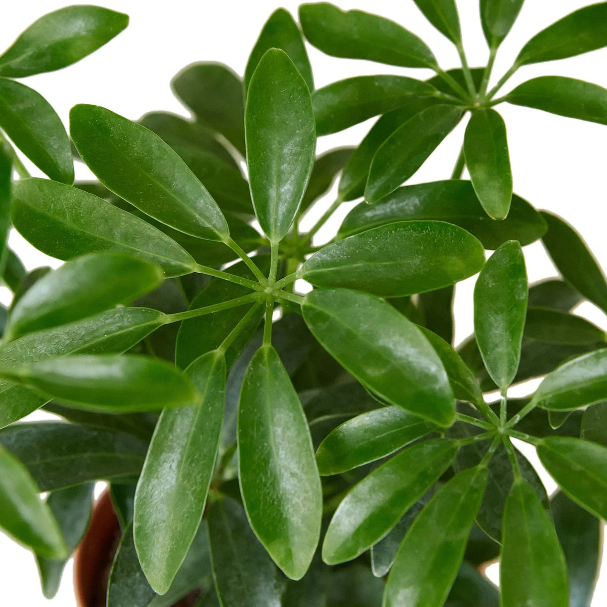Umbrella Tree