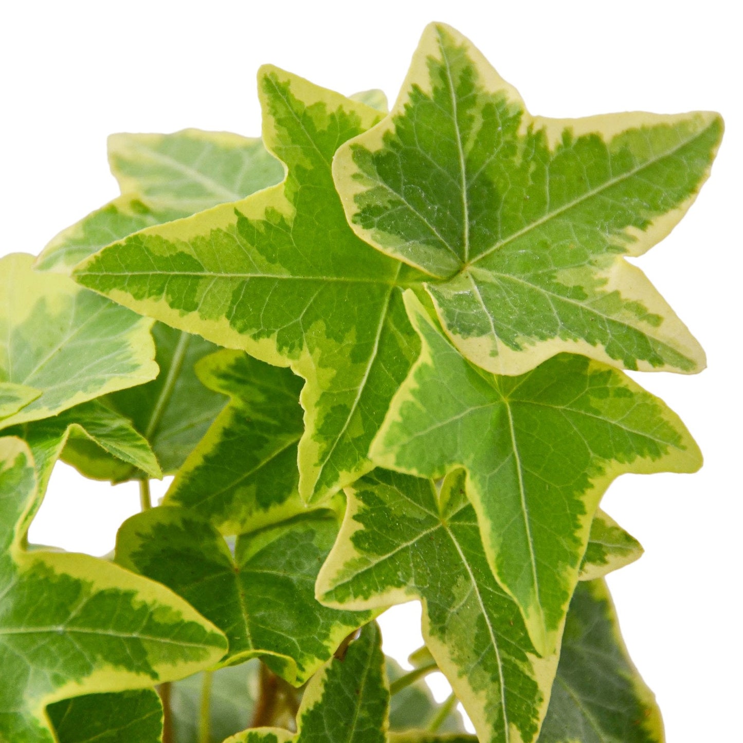 Ivy 'Gold Child'