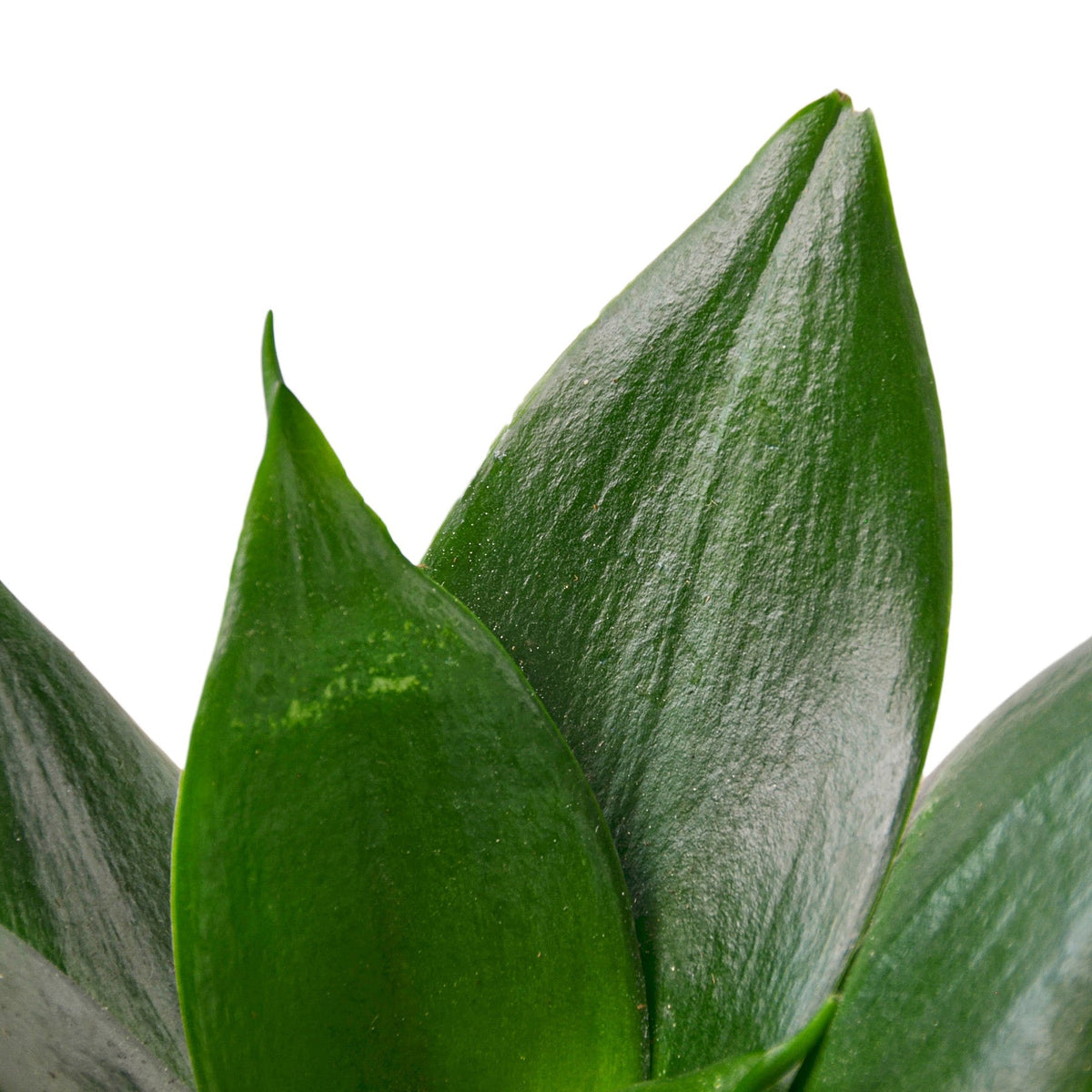 Snake Plant 'Hahnii jade'