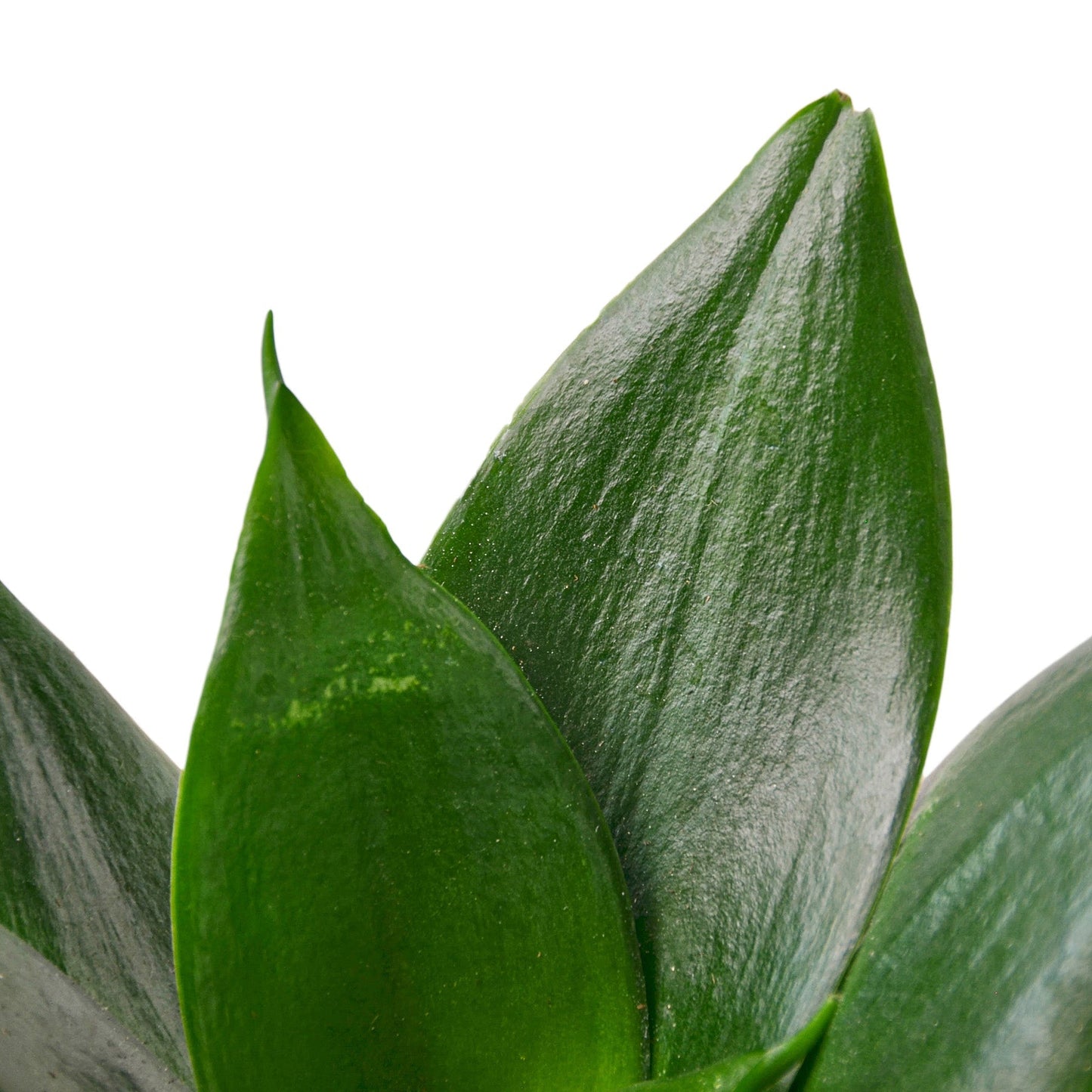 Snake Plant 'Hahnii jade'