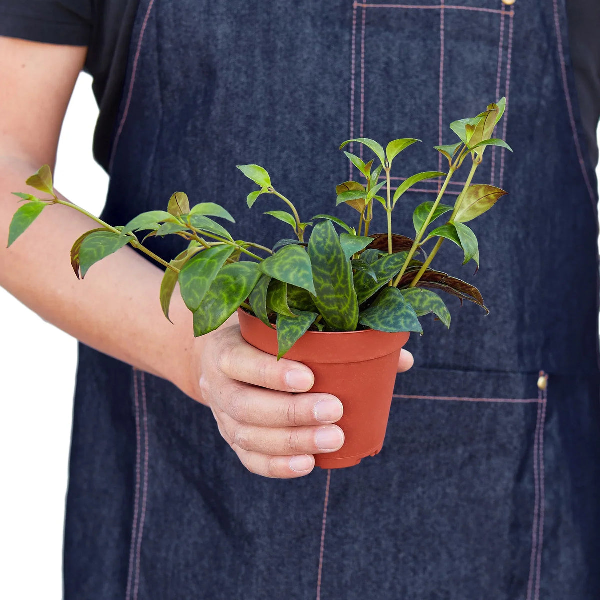 Black Pagoda Lipstick Plant