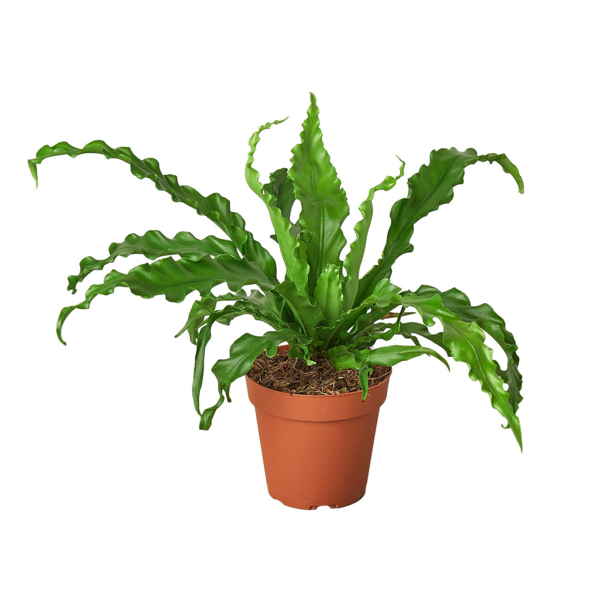 Bird's Nest Fern 'Victoria'
