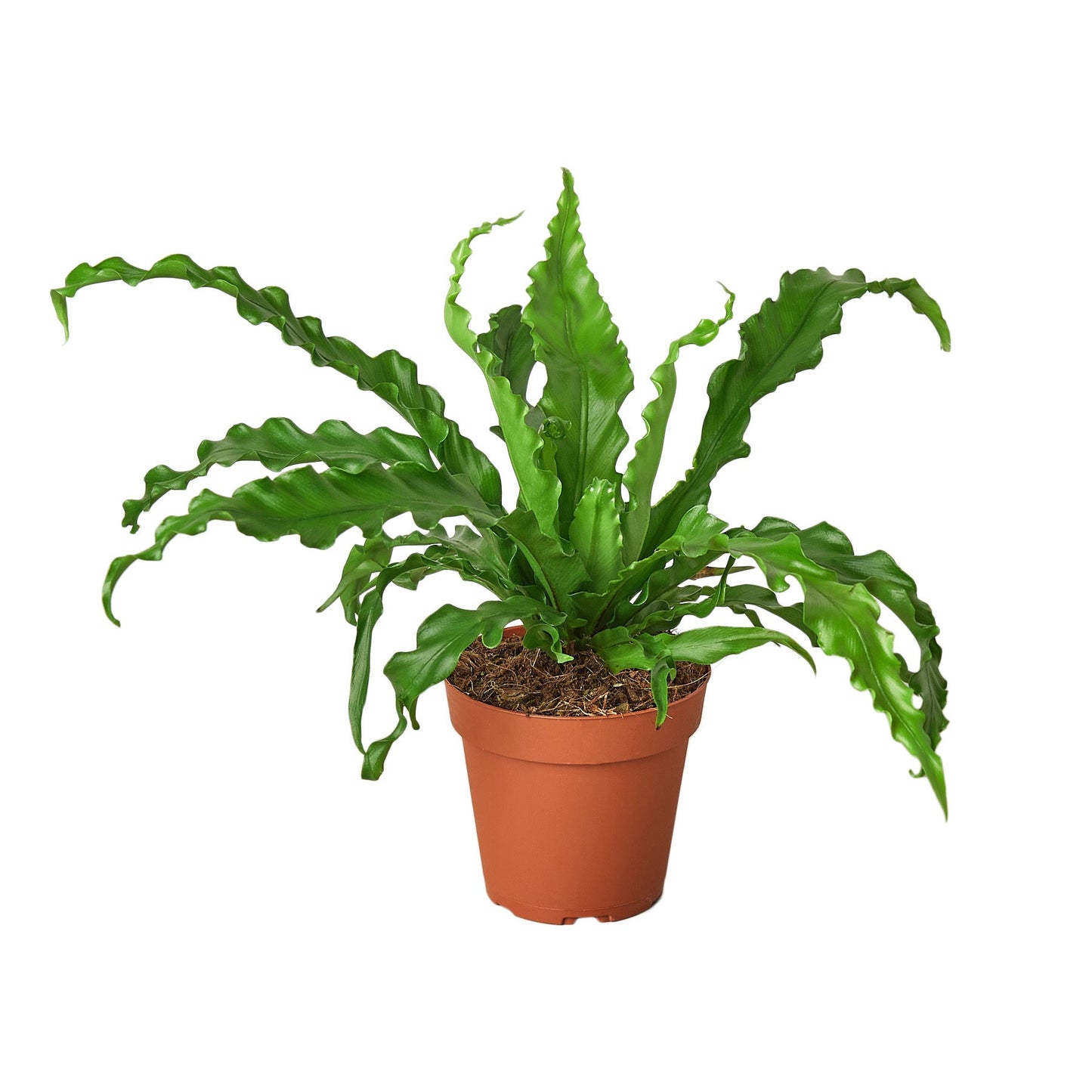 Bird's Nest Fern 'Victoria'