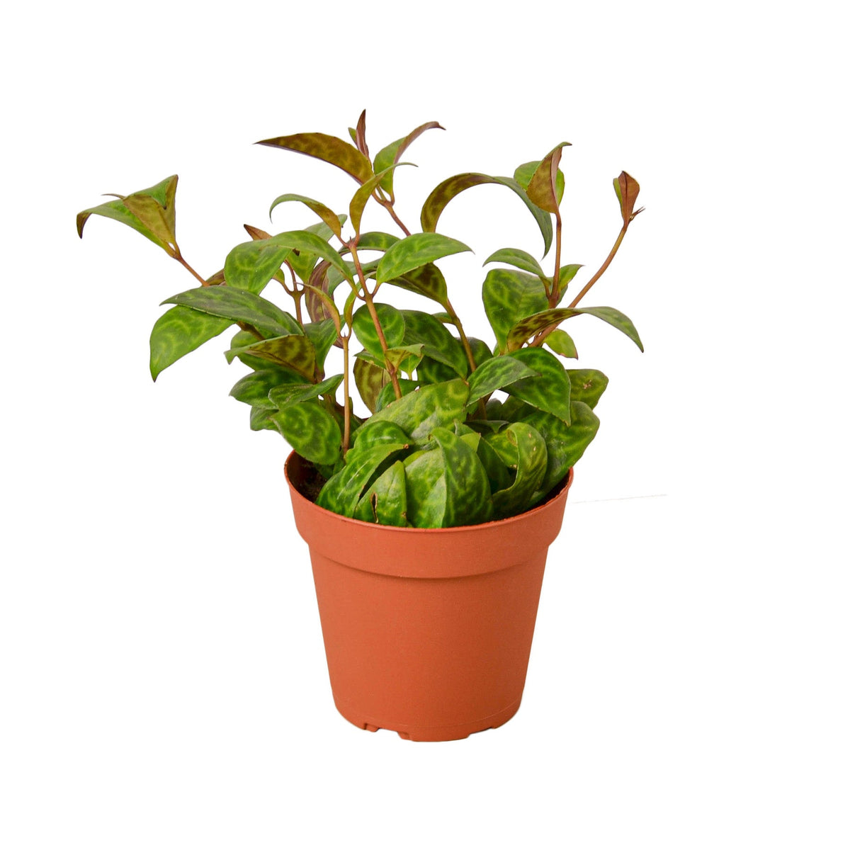 Black Pagoda Lipstick Plant