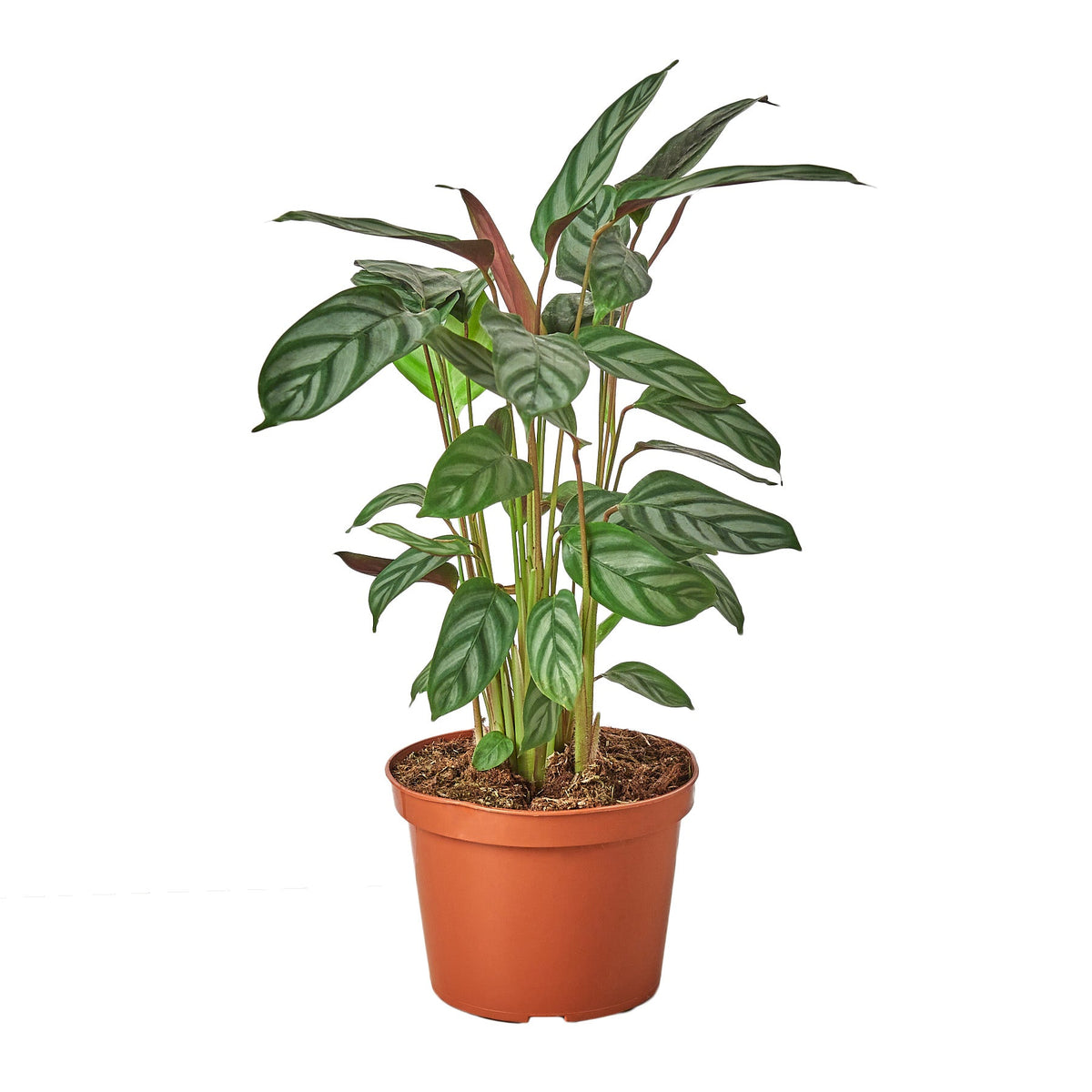 Never Never Plant 'Grey Star'