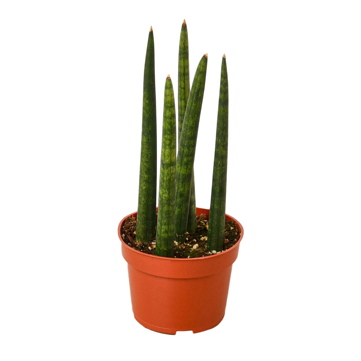 Cylinder Snake Plant