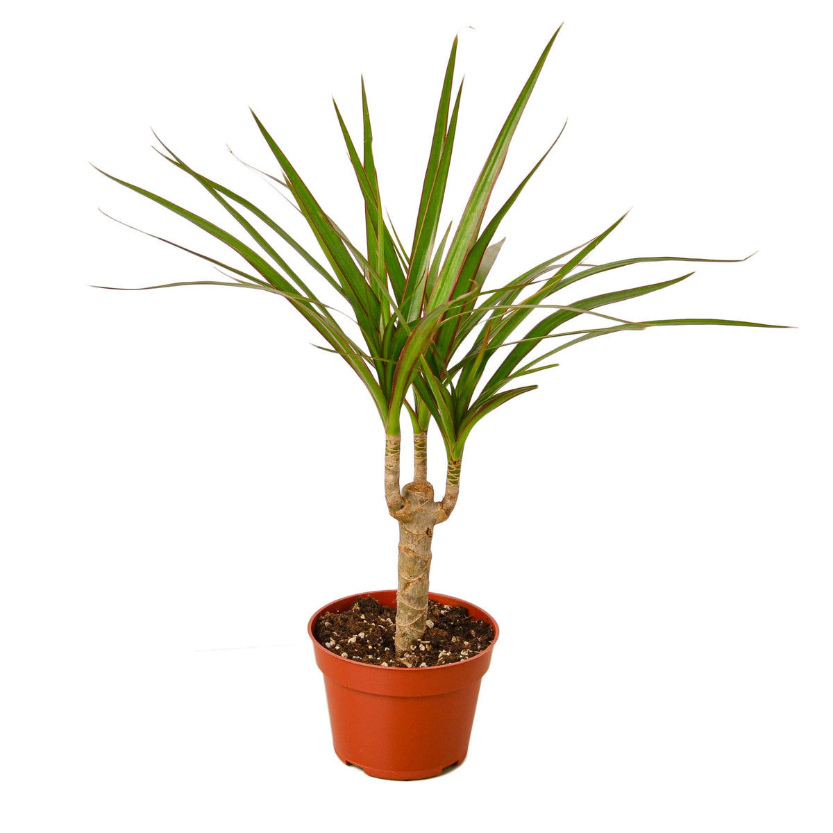 Dragon tree