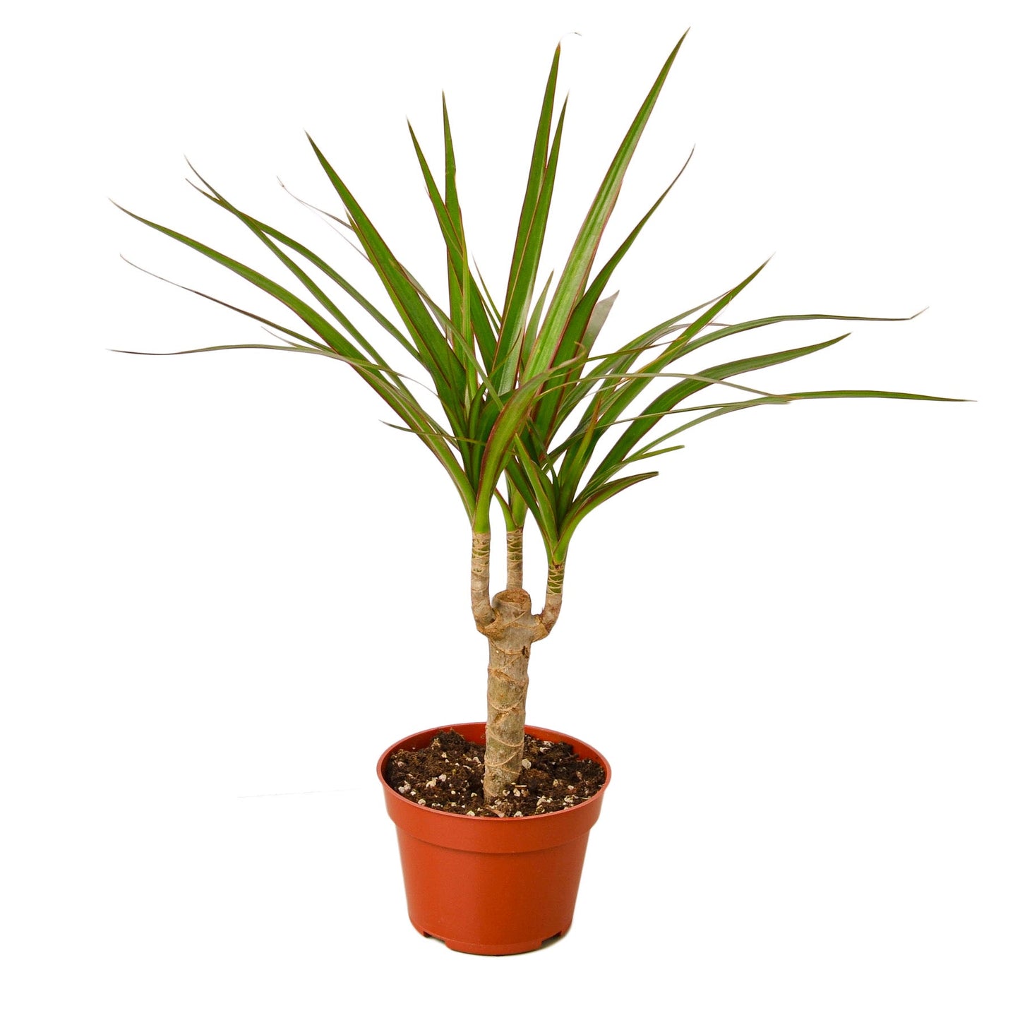 Dragon tree