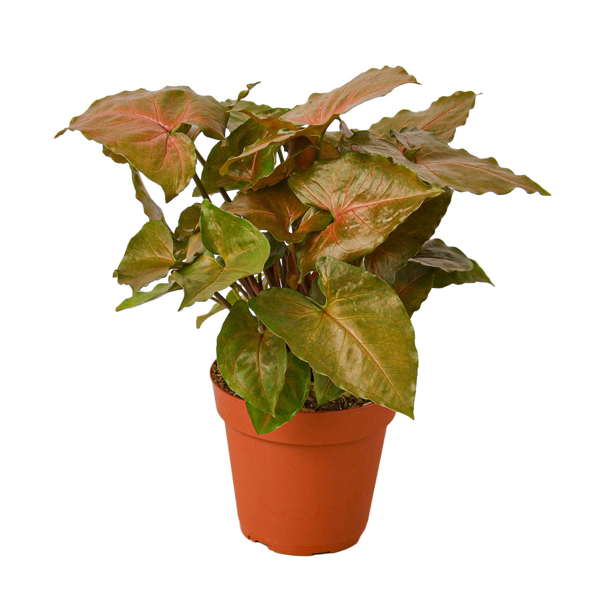Arrowhead plant 'Merry'