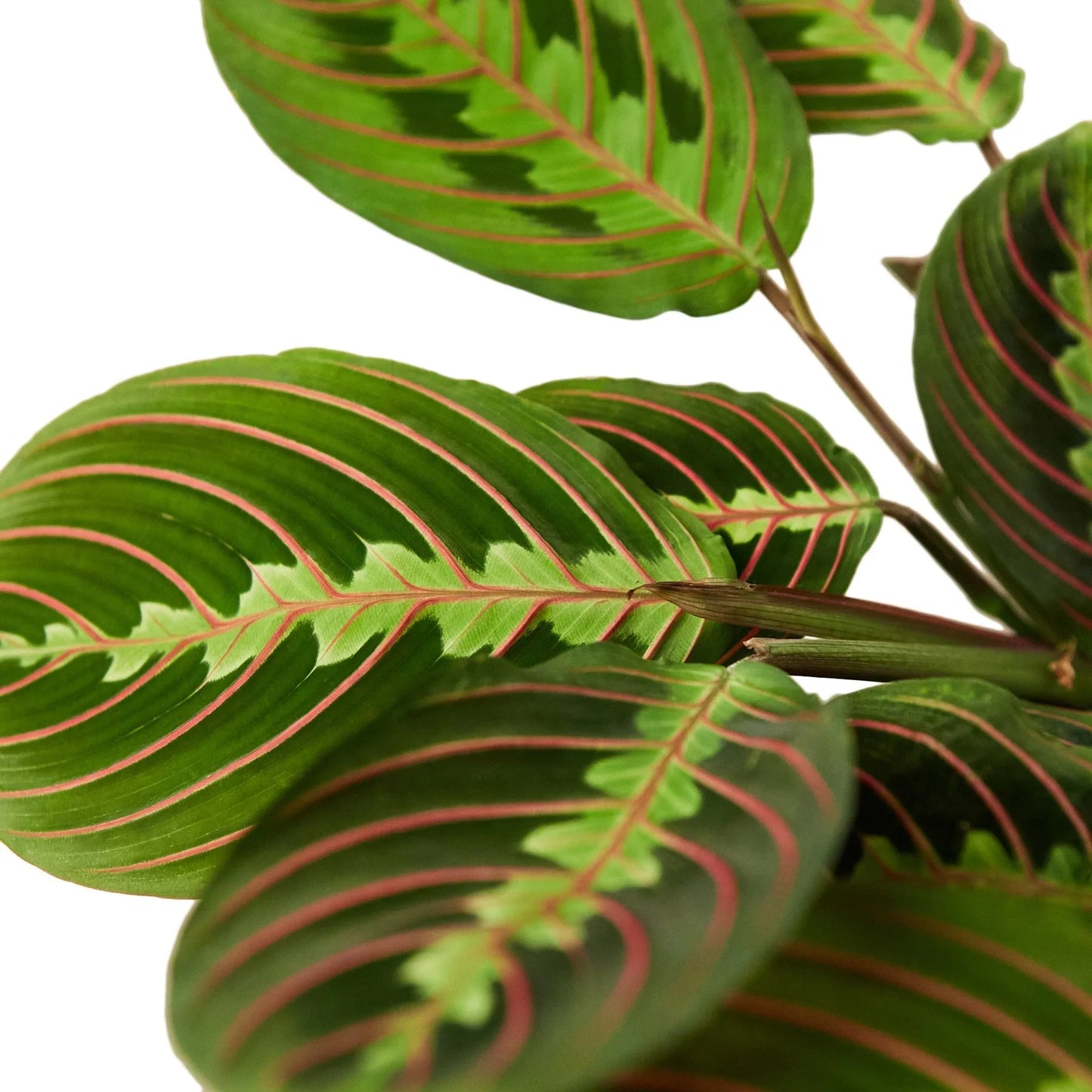 Prayer Plant 'Erythroneura'