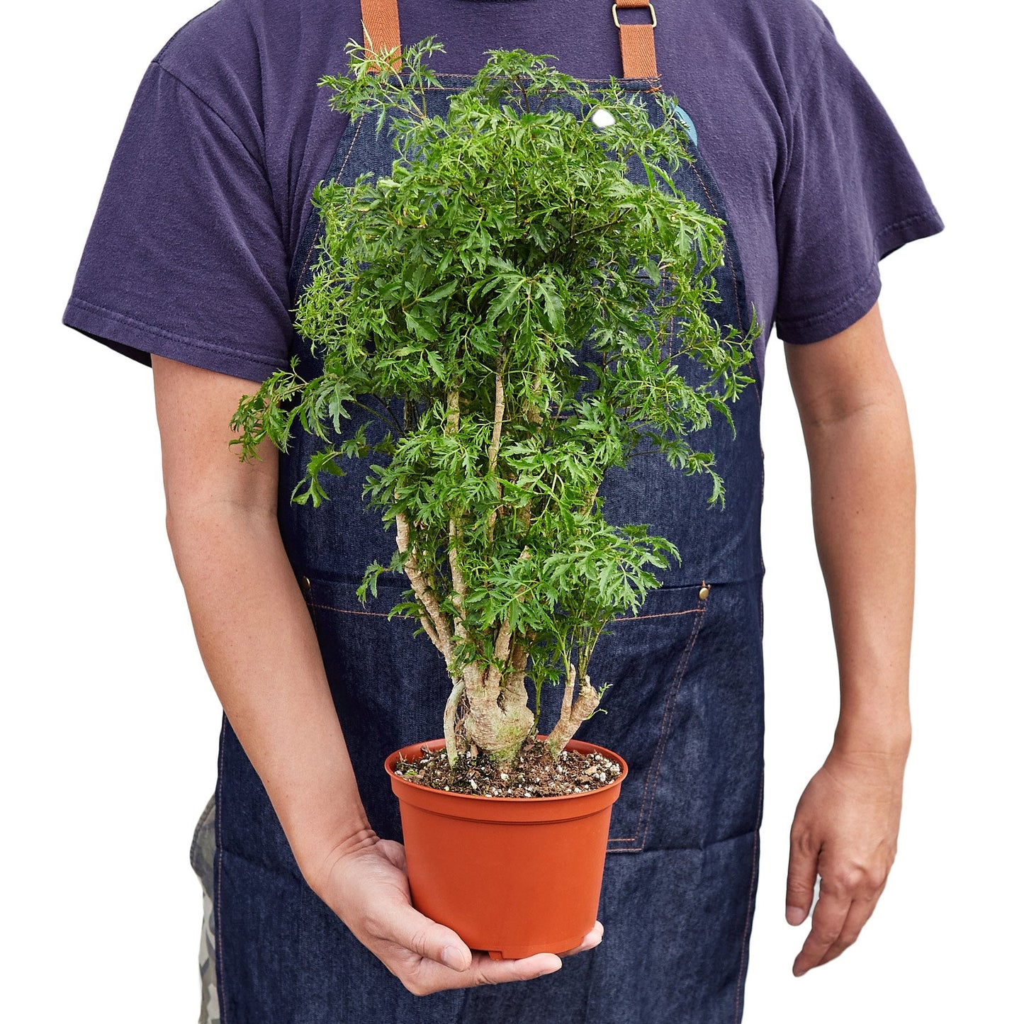 Ming Aralia