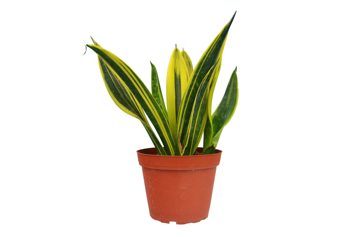 Snake plant 'Golden flame'