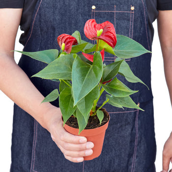 Flamingo Lily Red