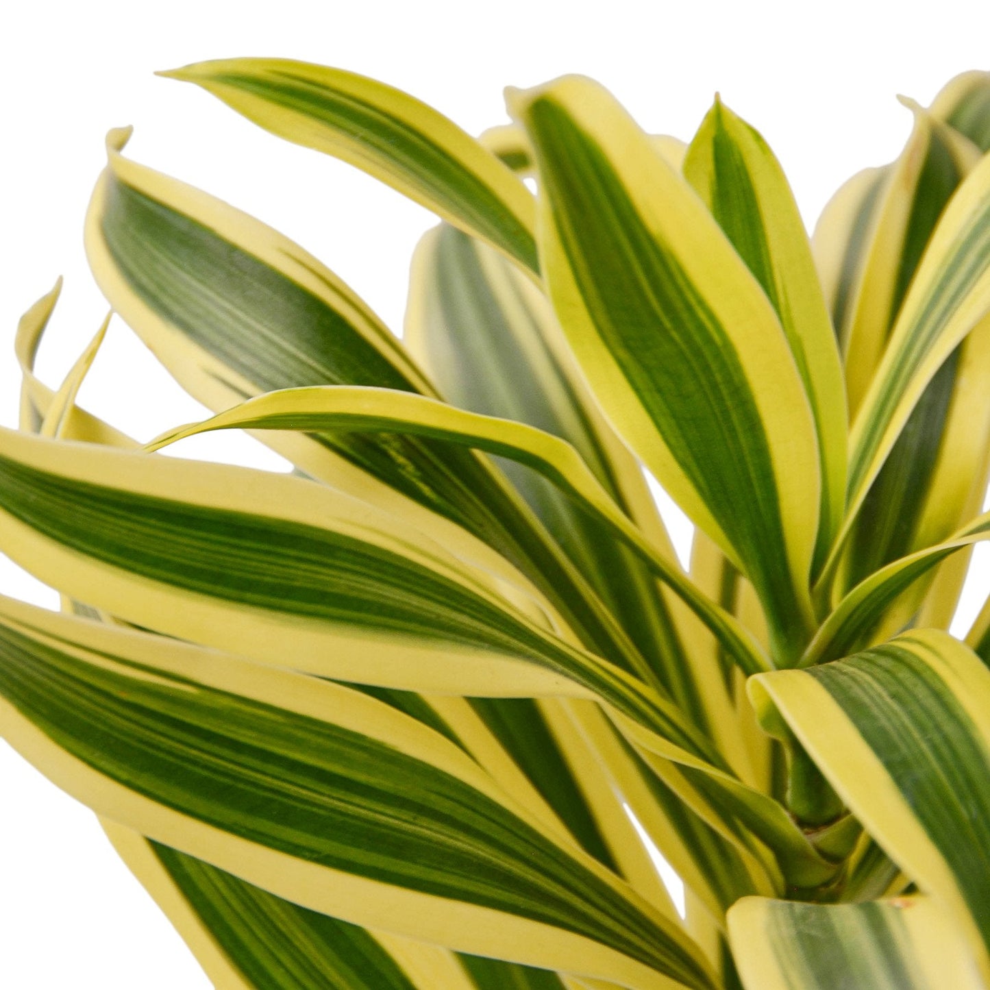 Corn plant 'Song of India'