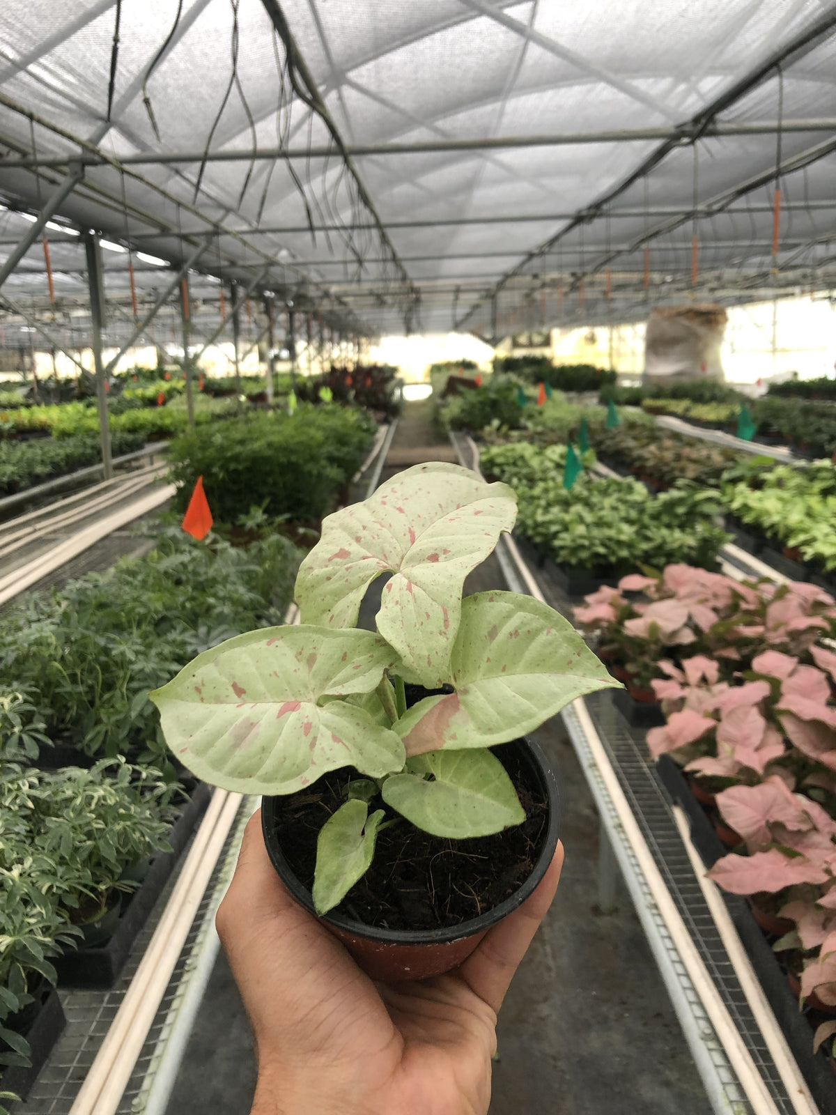 Arrowhead plant 'Milk Confetti'