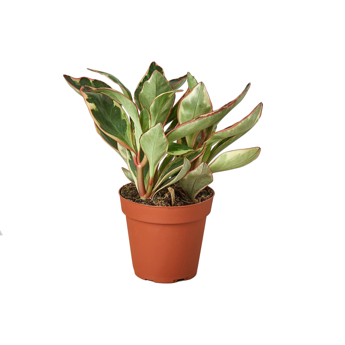 Peperomia 'Jellie'