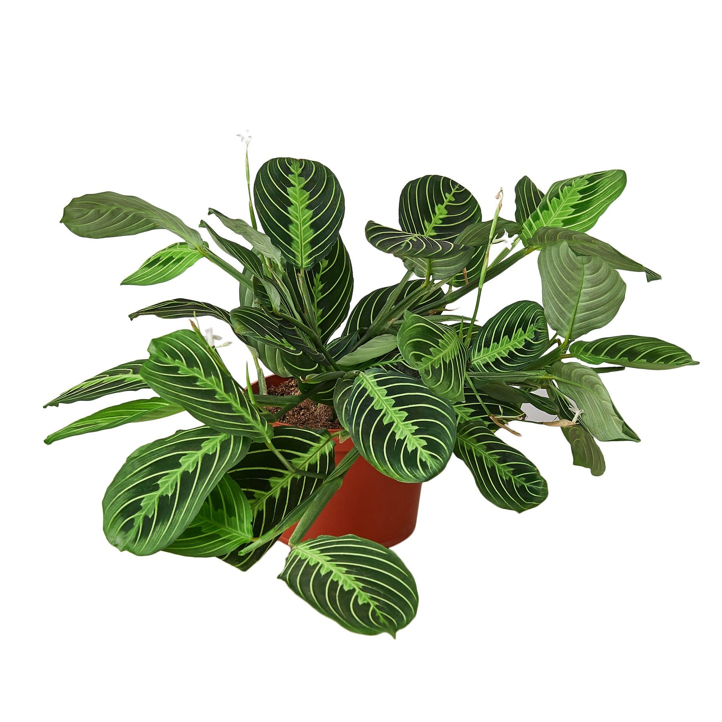 Prayer plant 'Lemon Lime'