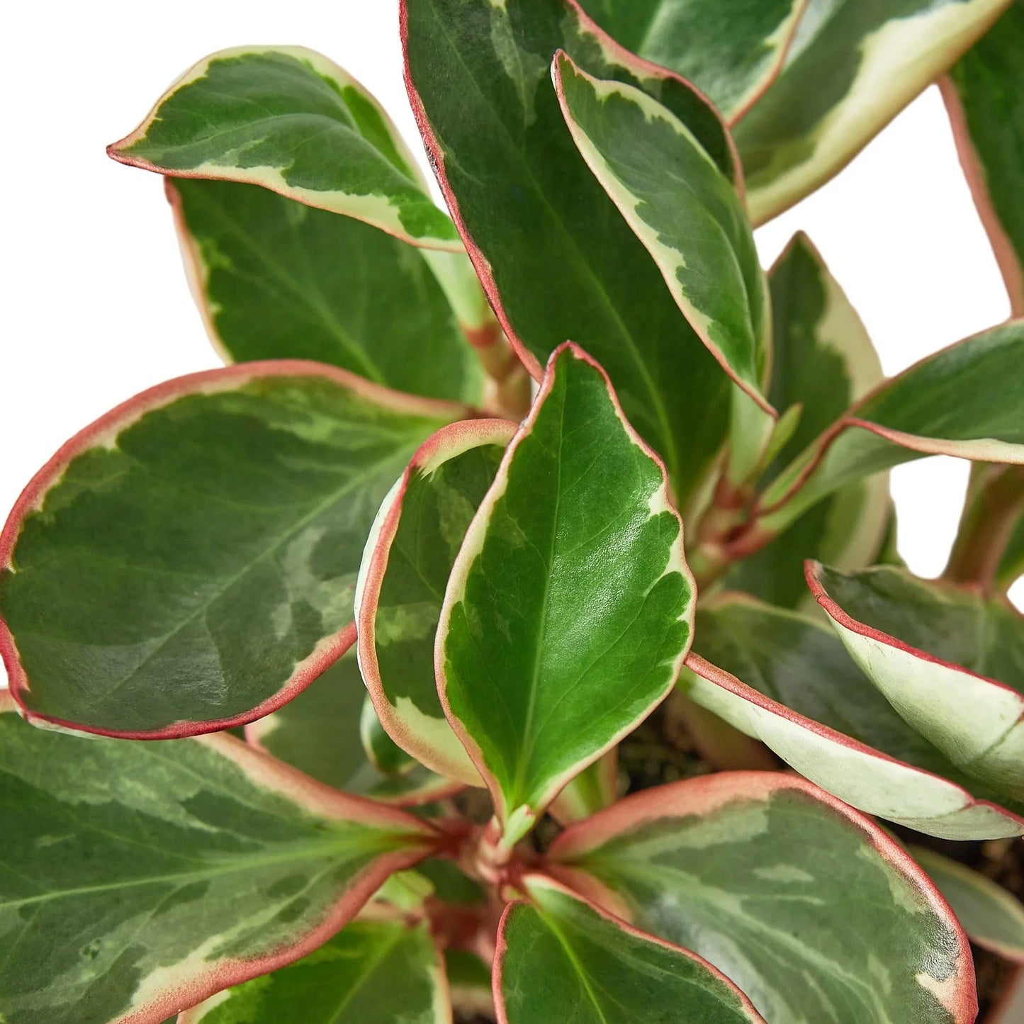 Peperomia 'Jellie'