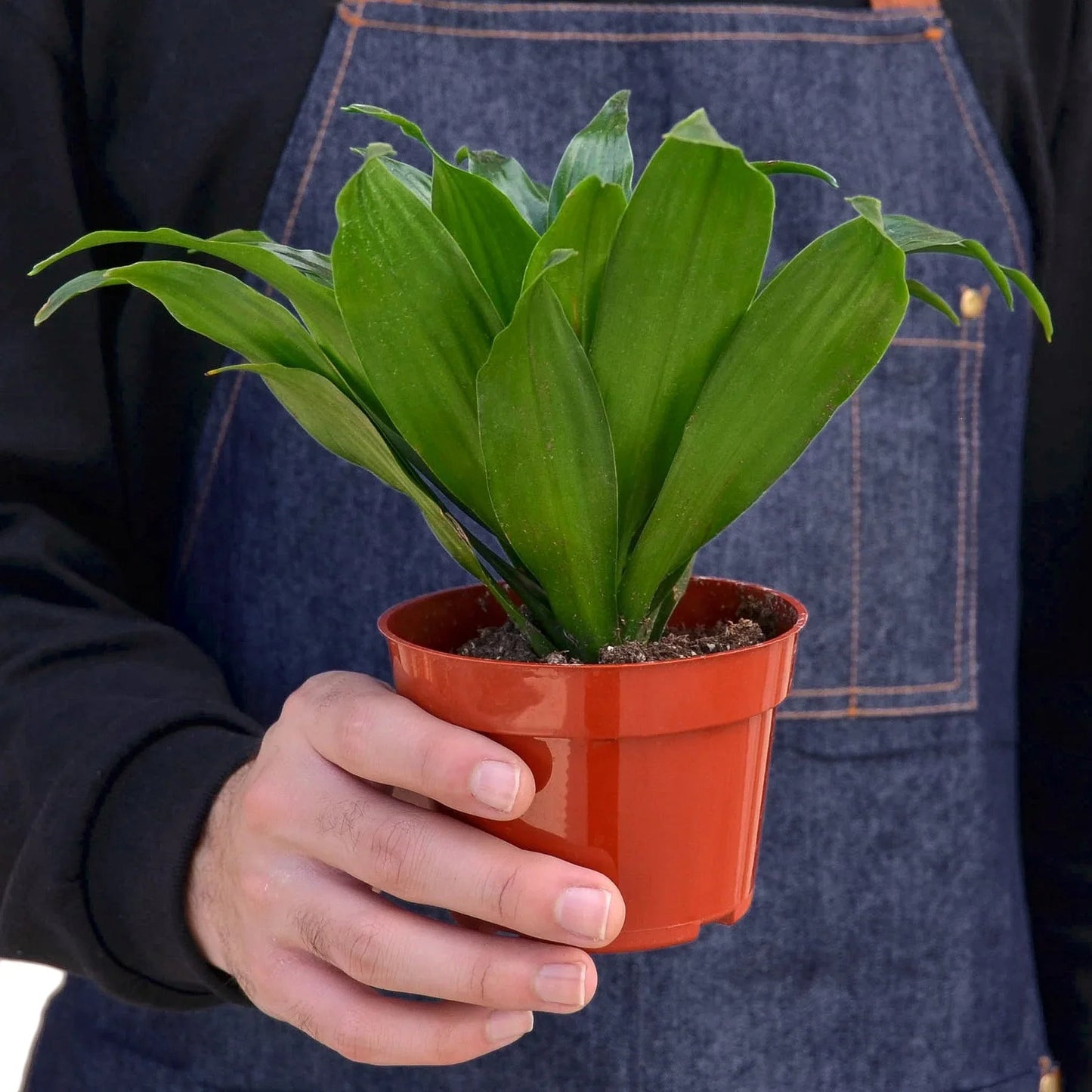 Compact Corn Plant