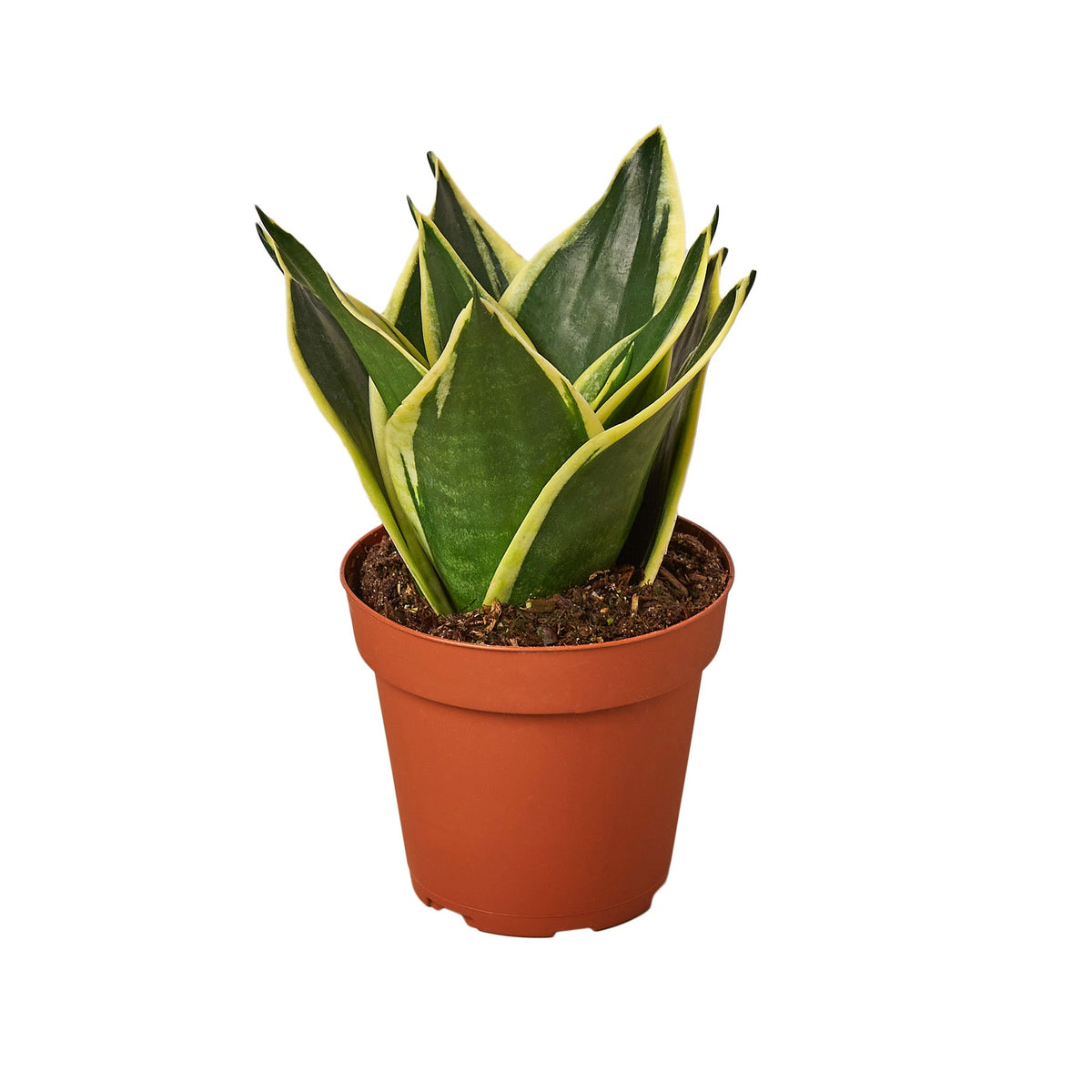 Snake Plant 'Black Gold'