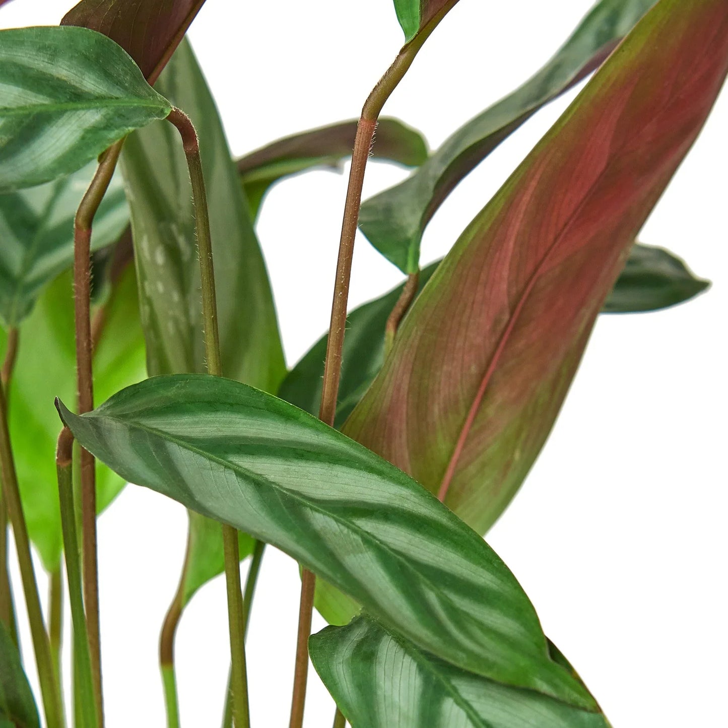 Never Never Plant 'Grey Star'
