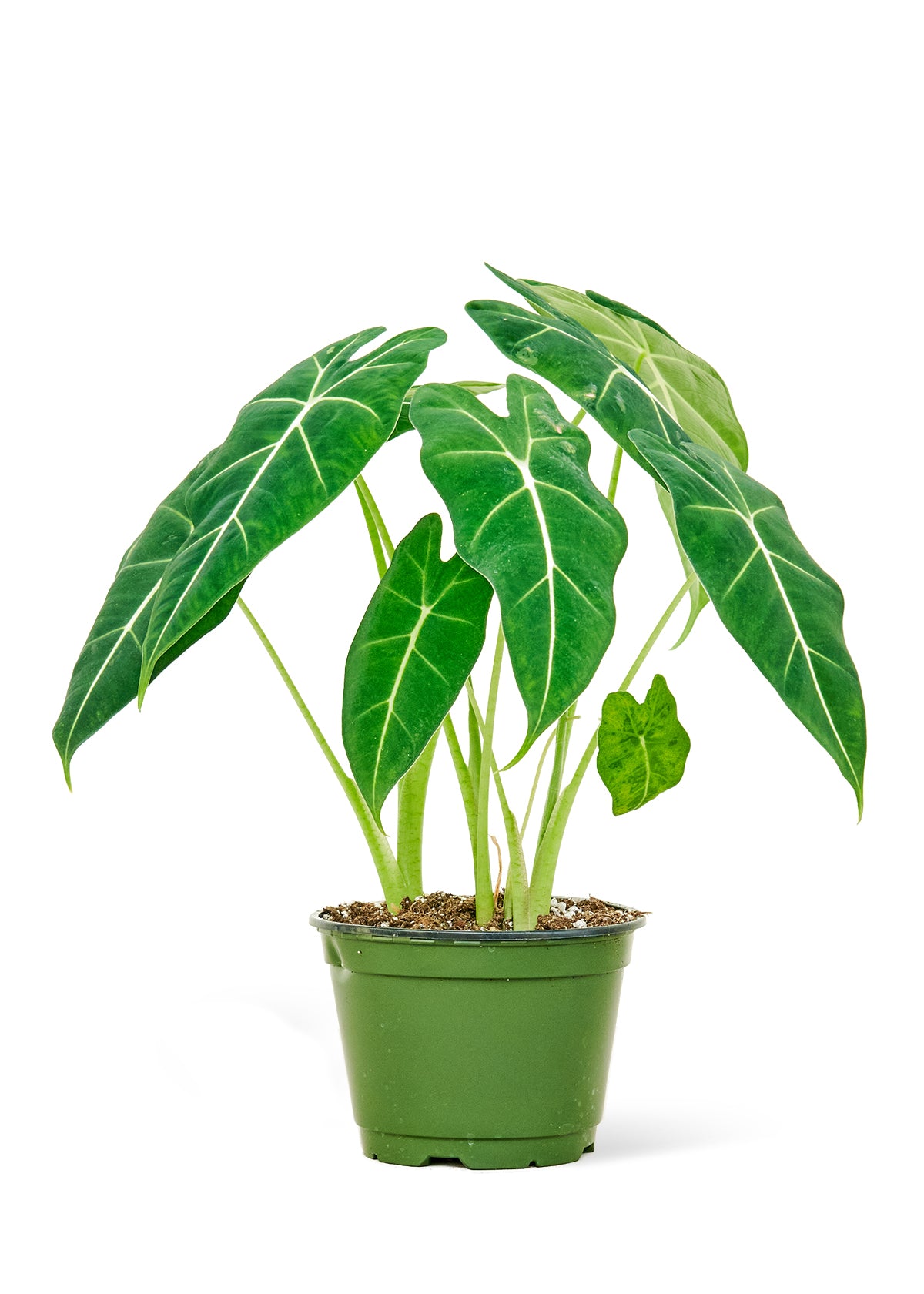 Alocasia micholitziana ‘Maxkowskii’