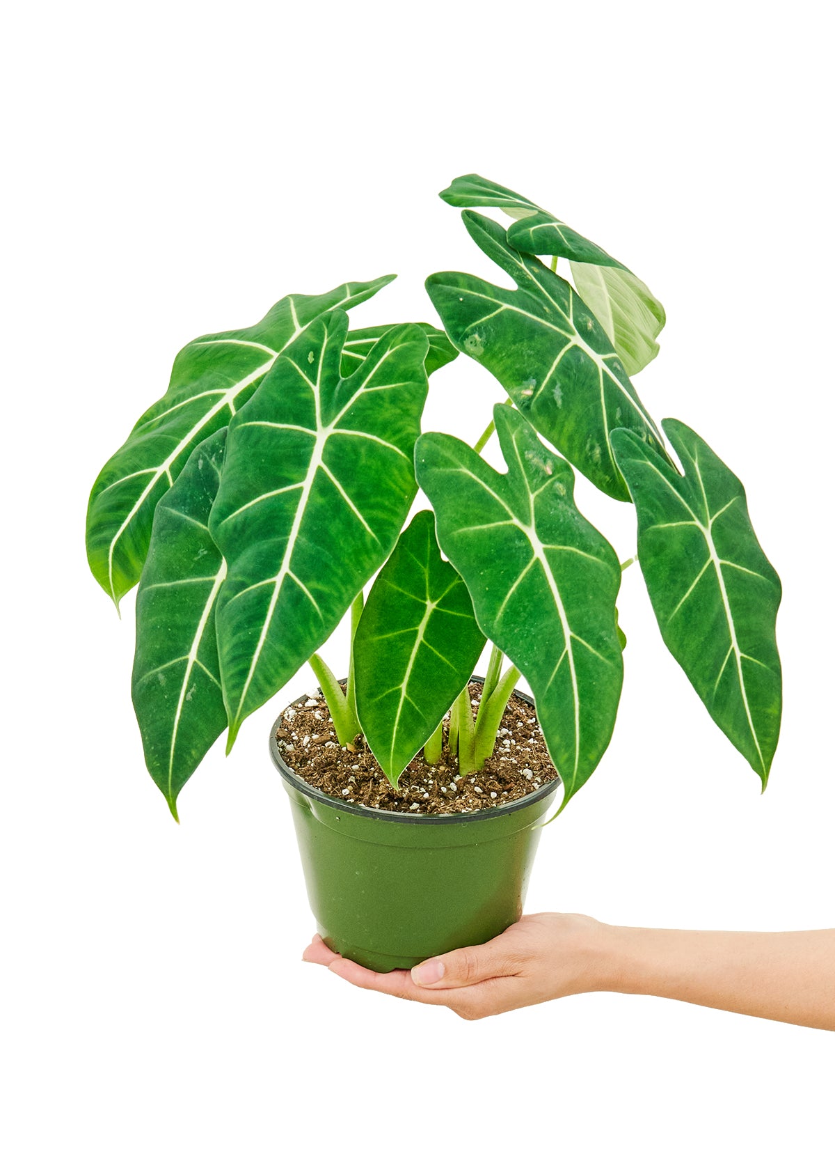 Alocasia micholitziana ‘Maxkowskii’