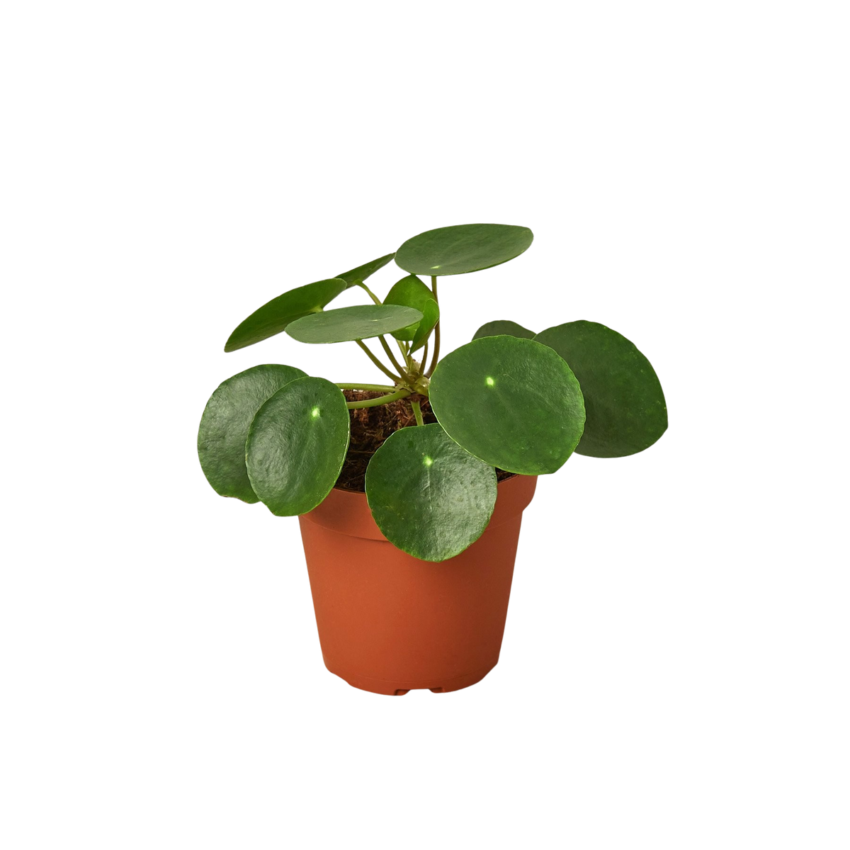 Chinese money plant