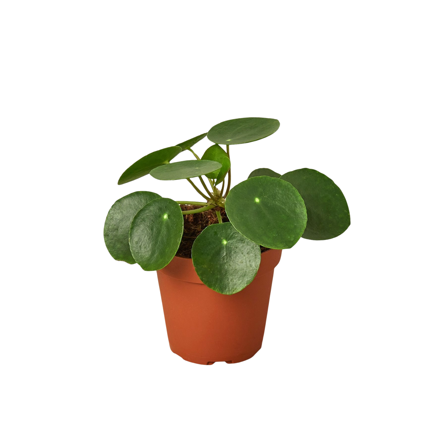 Chinese money plant