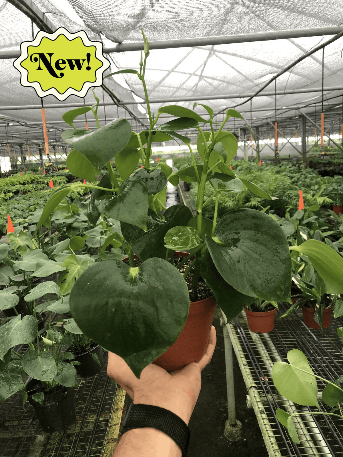 Raindrop Peperomia