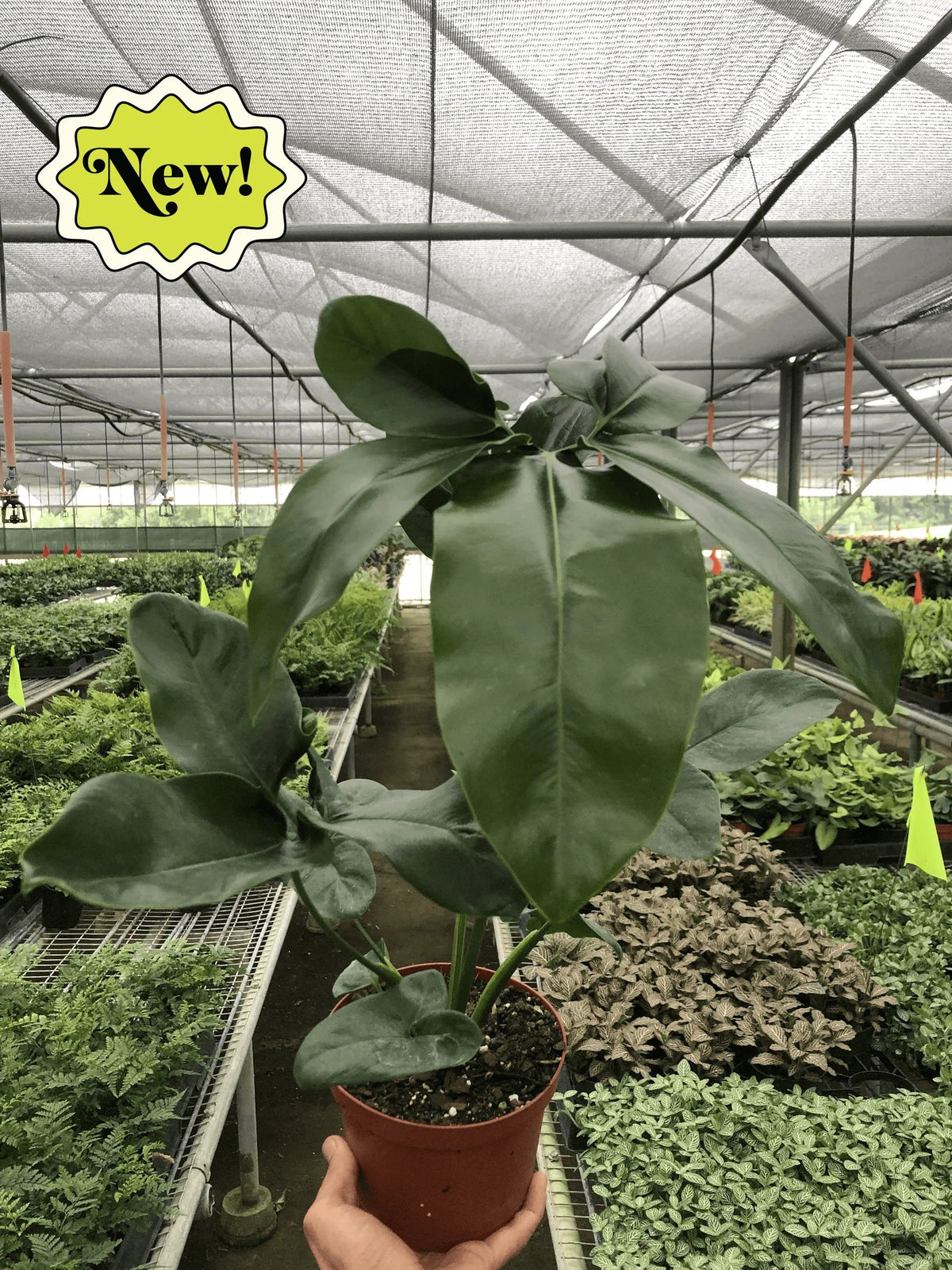 Philodendron goeldii 'Fun bun'