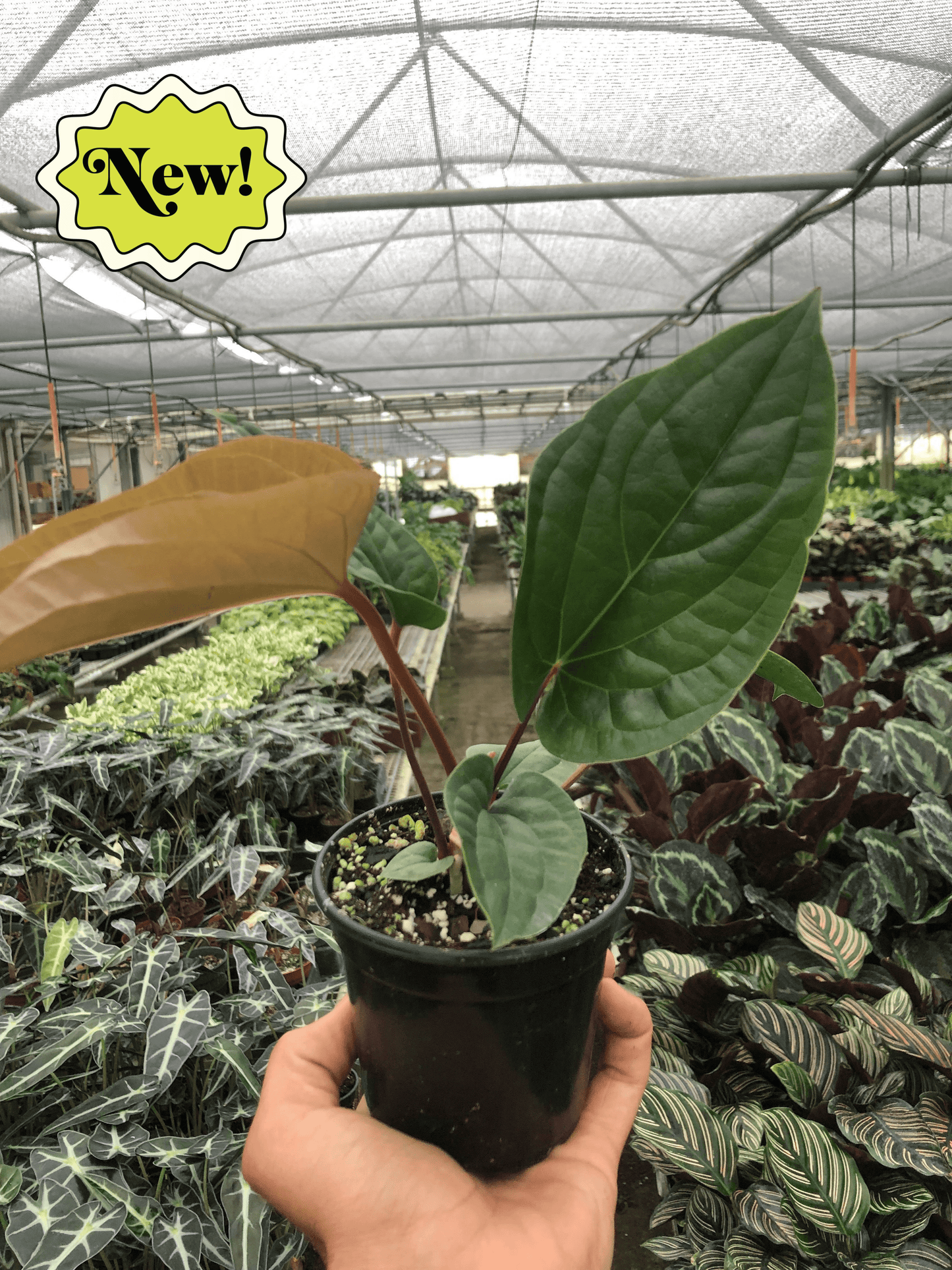 Anthurium radicans × luxurians