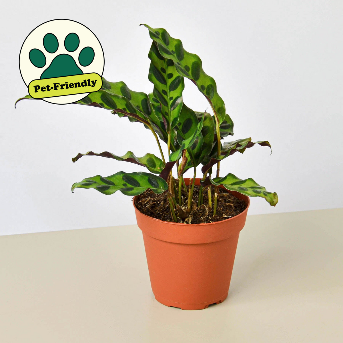 Rattlesnake Plant
