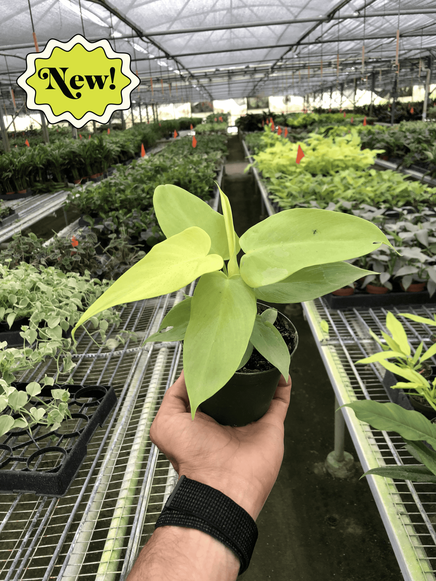 Philodendron 'Aurea'