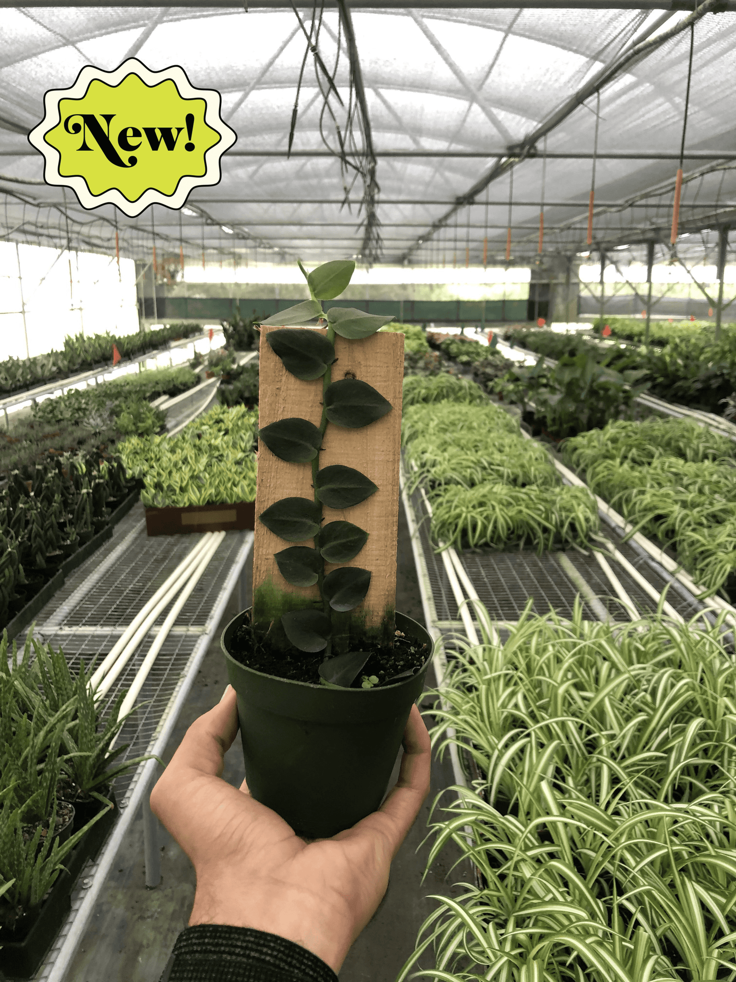 Rhaphidophora hayi