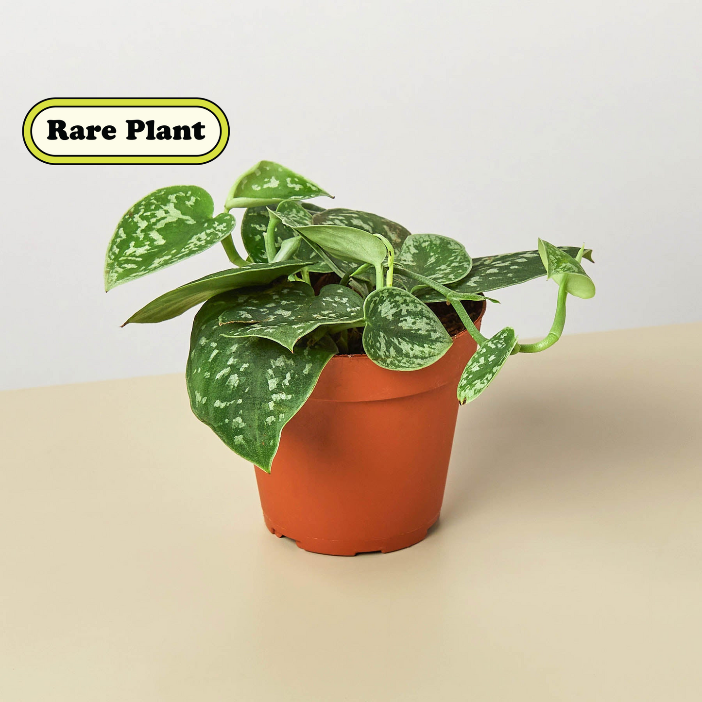 Satin Pothos 'Argyraeus'