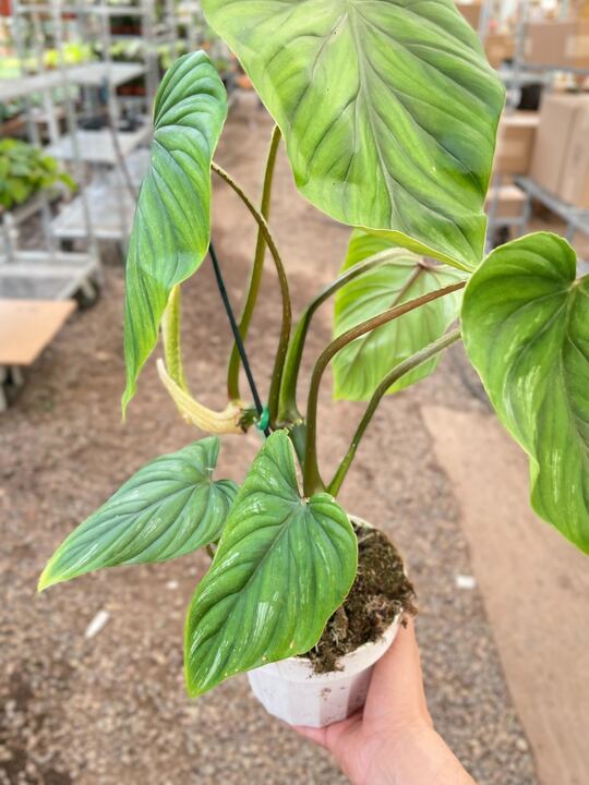 Philodendron plowmanii