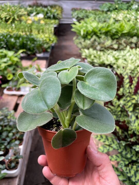 Felted Peperomia