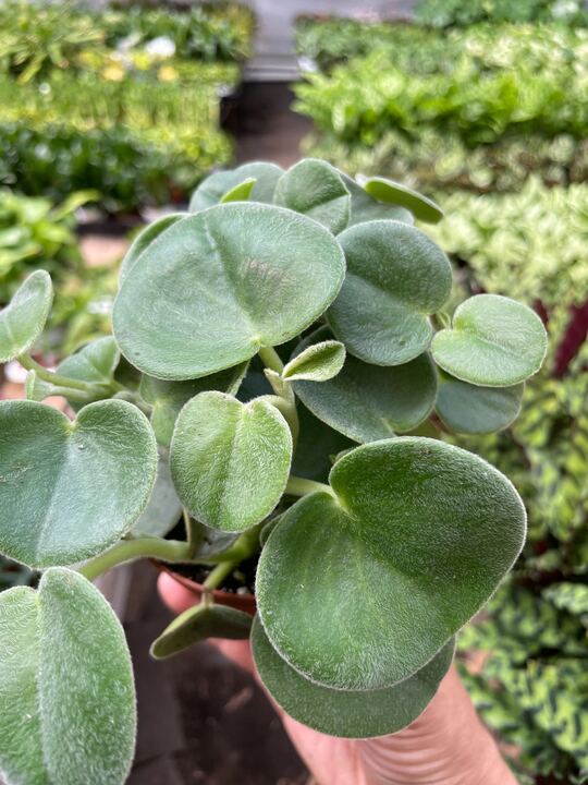 Felted Peperomia