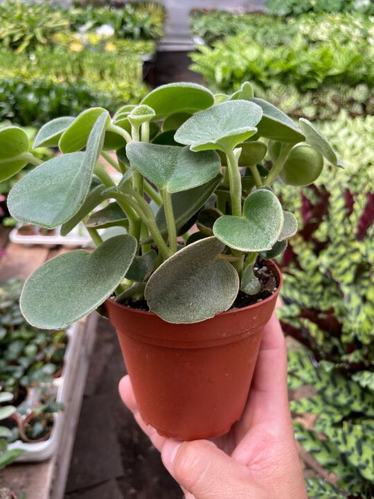Felted Peperomia