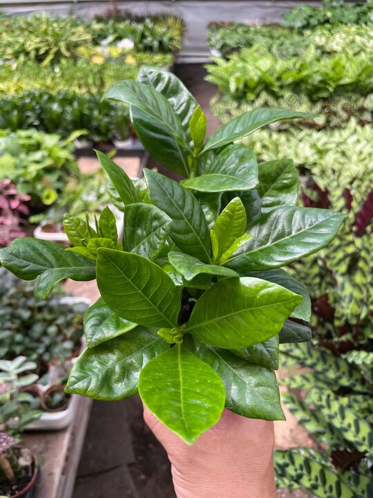 Gardenia jasminoides