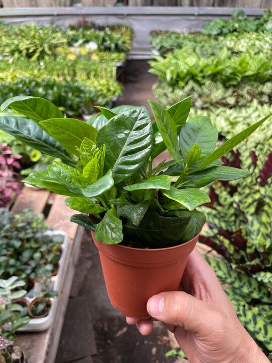 Gardenia jasminoides