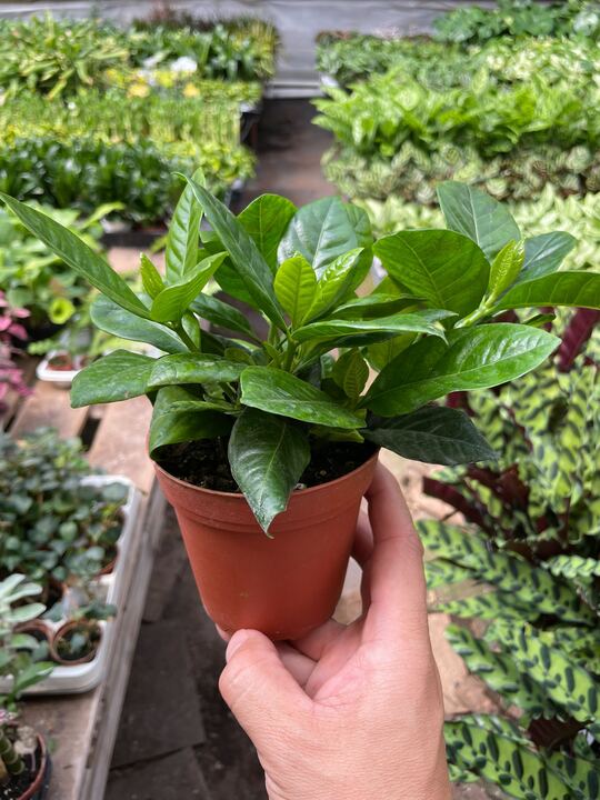 Gardenia jasminoides
