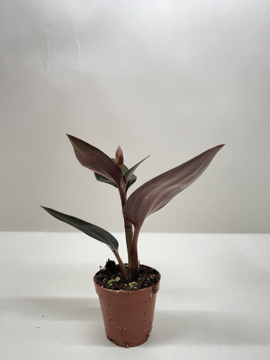 Jewel orchid